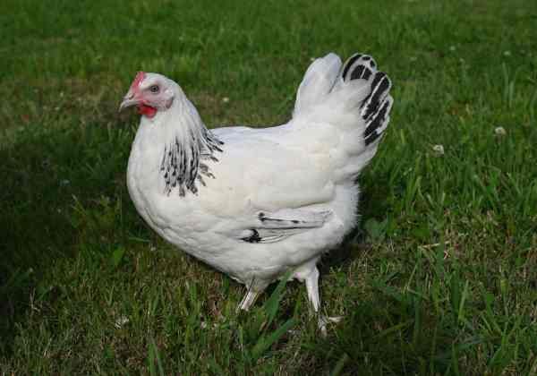 Black Brahma (Chicks)