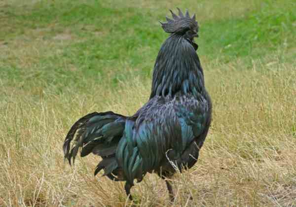 Kadaknath Eggs (4 Pcs)