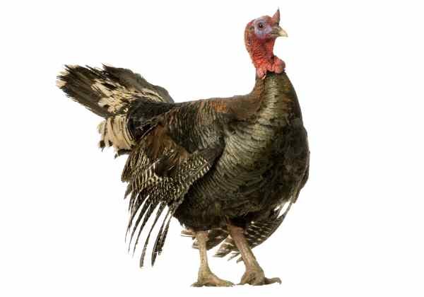 White Turkey Baby (15 Days)