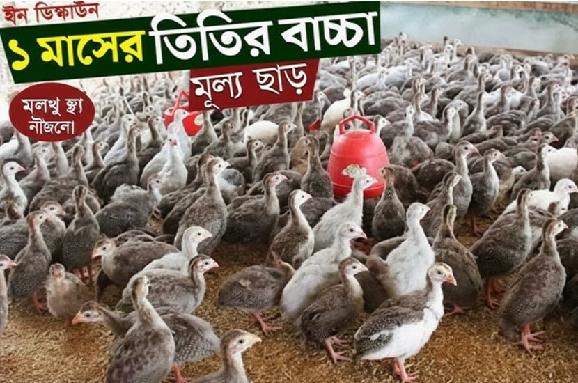 ১ মাসের কাদাকনাথ মুরগি।  Kadaknath Murgi 