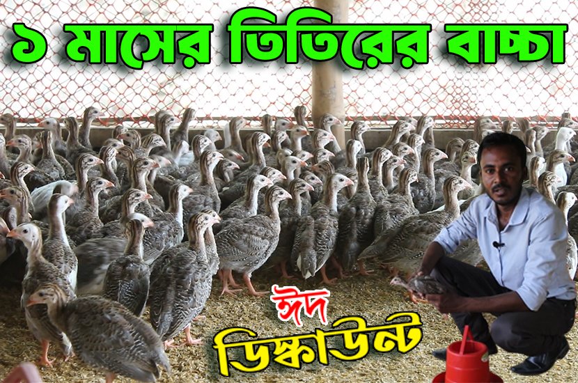 ১ মাসের তিতির বাচ্চা (titir pakhi) - 250gm 