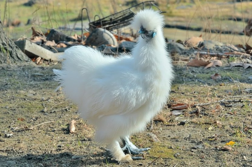 এডাল্ট পলিশ ক্যাপ মুরগি (Polish Cap Murgi)- 2kg