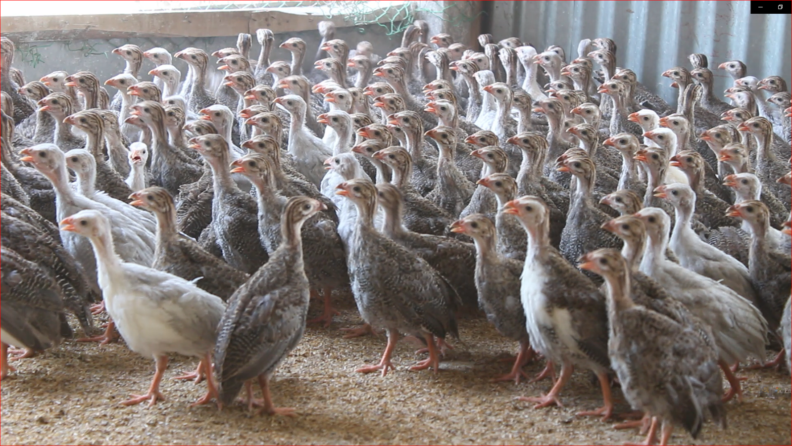 ১ মাসের তিতির পাখি (1 month guinea fowl) - 250gm